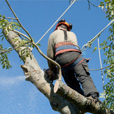 Artisan Fortin assure l’élagage d’arbre