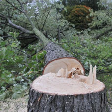 Obtenez gratuitement votre devis élagage d’arbre