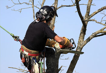 Elagage et étêtage d’arbre 91